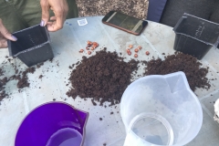 soil for peas